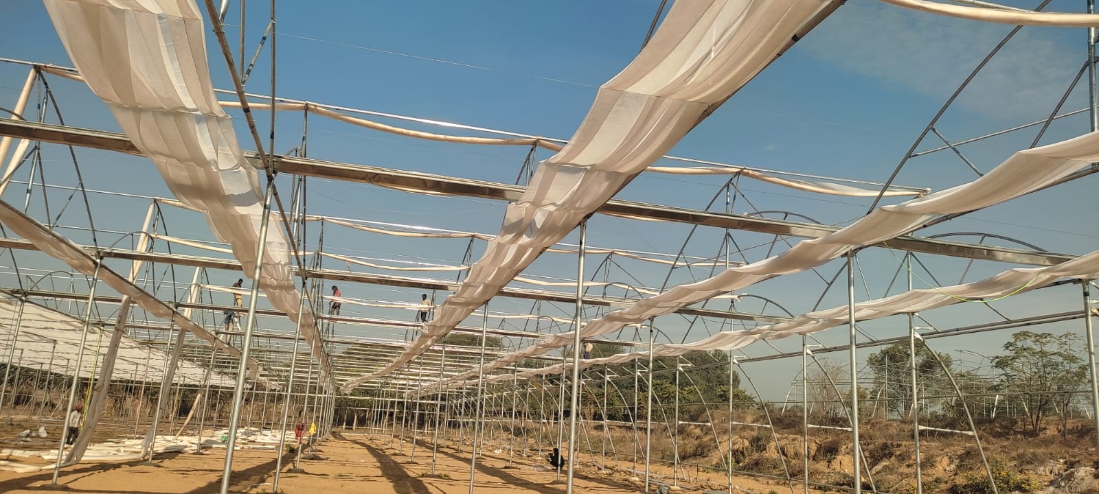 Greenhouse Project 42